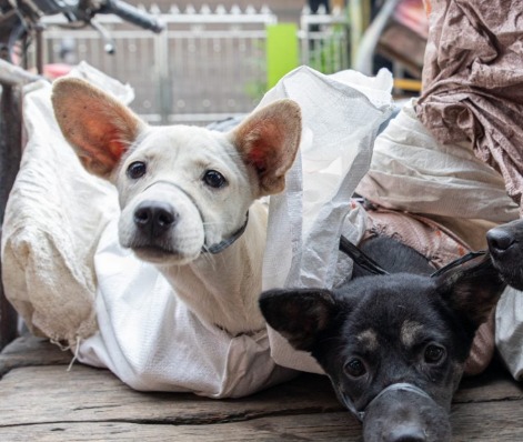 DPRD DKI dukung Gubernur Pramono larang konsumsi daging anjing. (X@NamiKim_DogsSK)